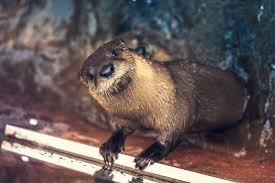 Yellowstone River Otter